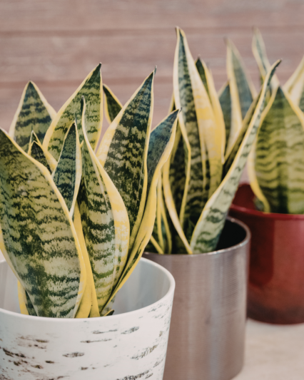 Snake Plant