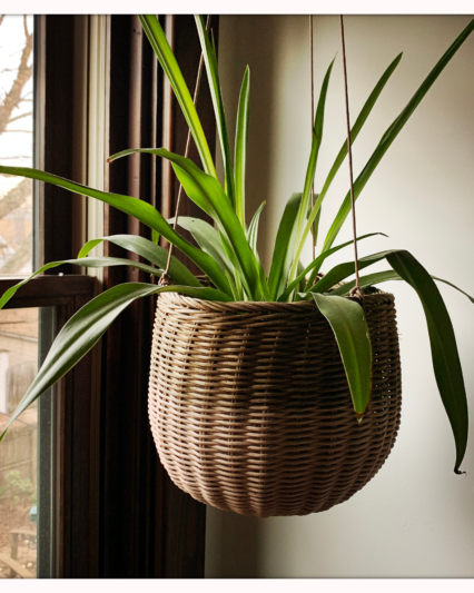 Spider Plant