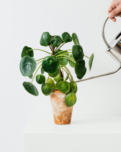 Money Plant