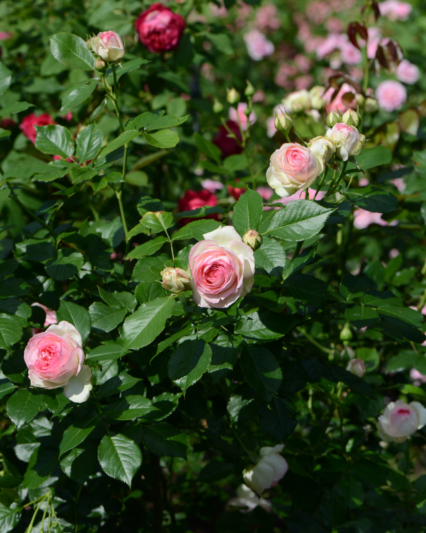 Rose Plant Varieties